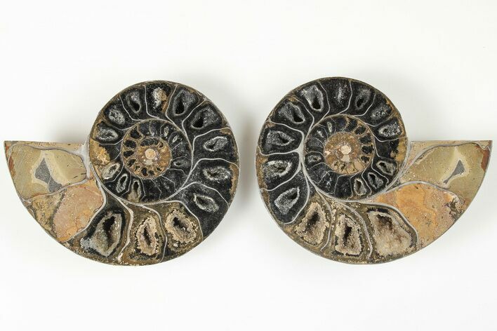 Cut/Polished Ammonite (Phylloceras?) Pair - Unusual Black Color #166016